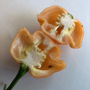 Bahamian Goat - Seeds - The Pepper Pantry (Formerly Marie Sharp's)
